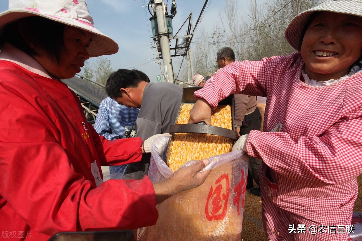 玉米价格普跌？并不！9毛钱没人要的地趴粮现在1.08元在被抢