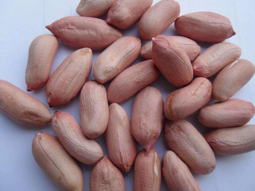 花生被称为“长寿果”，可生吃和熟吃花生，哪种健康效果最好？