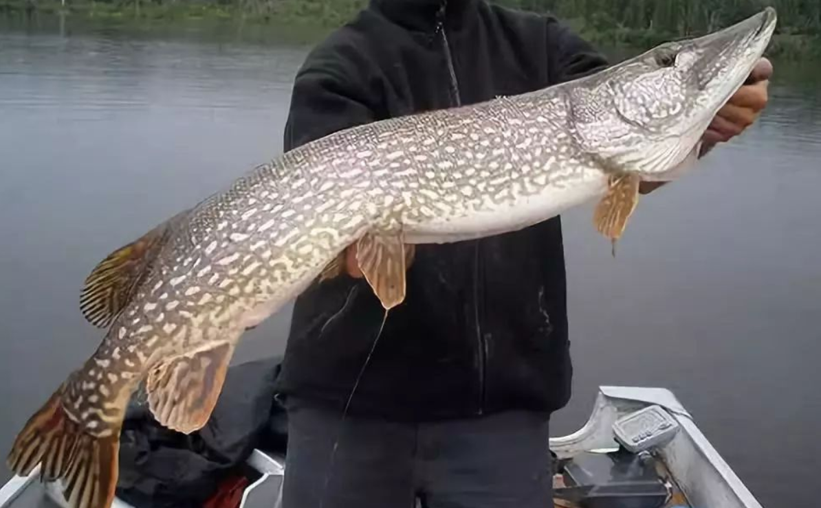 狗鱼鱼中恶犬从鱼苗时期就互相残杀长大后见到活物就撕咬