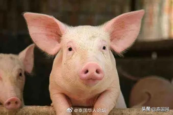 泰国网传政府瞒报猪瘟疫情(塔纳功辟谣)