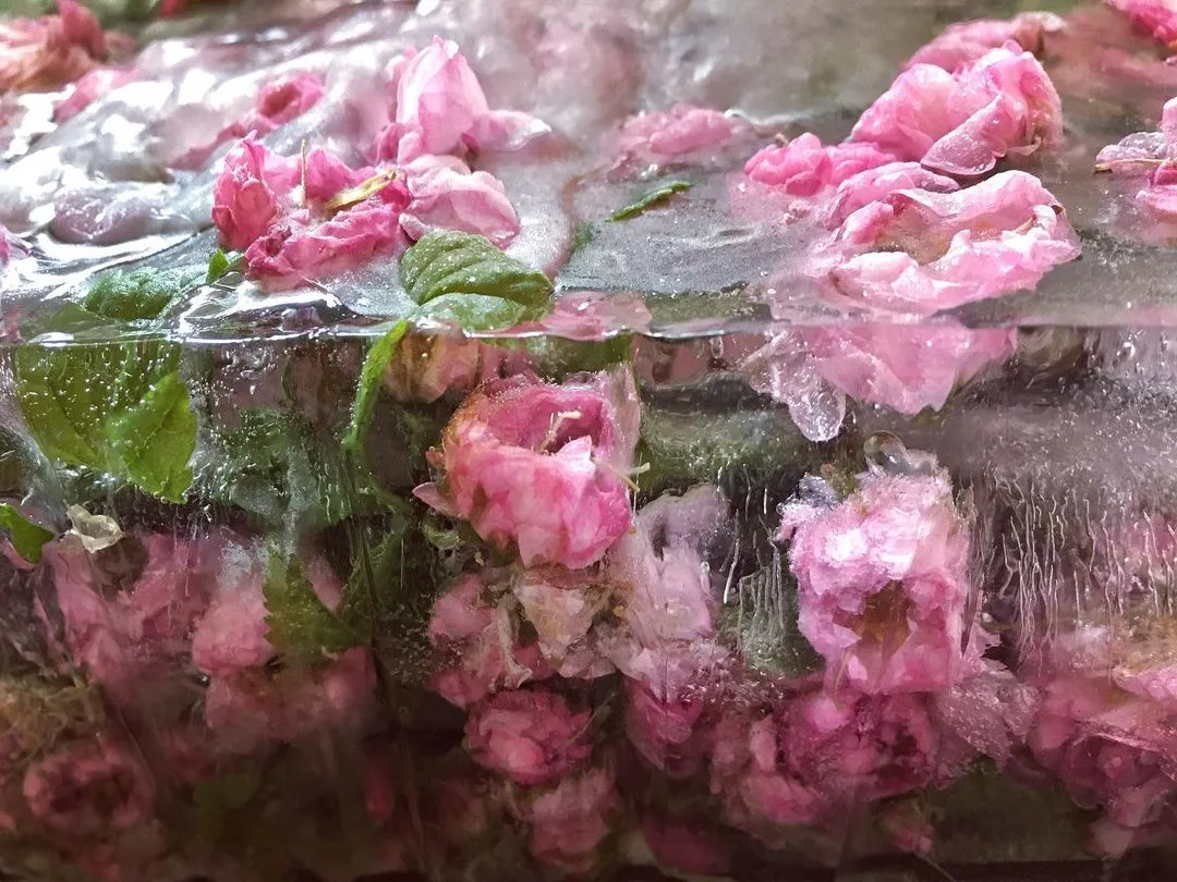 冰冻的鲜花，是花艺师对生命的反哺