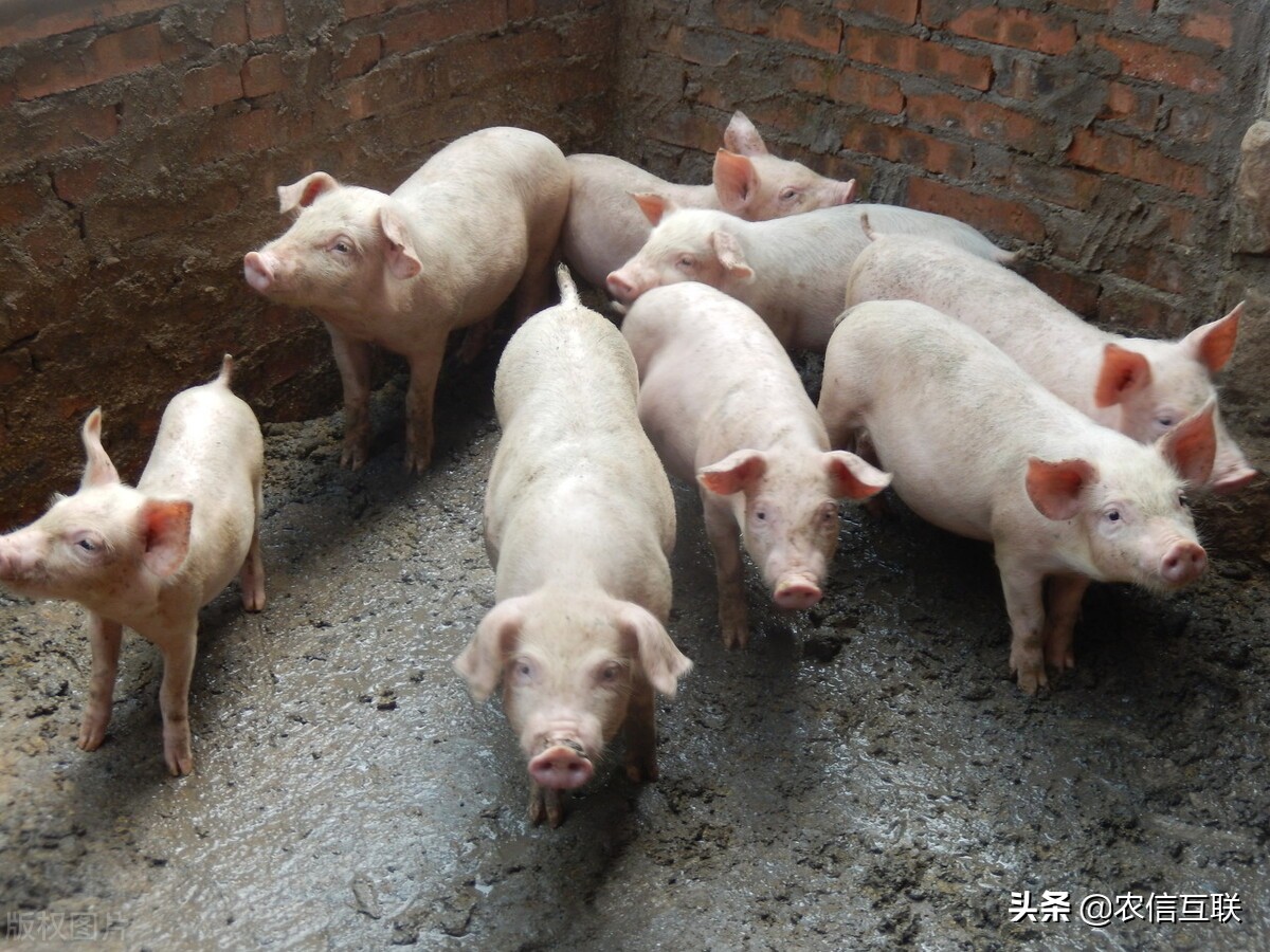 今日猪价行情（养殖户扛价成功，猪价终于涨了！这波会涨多久？）