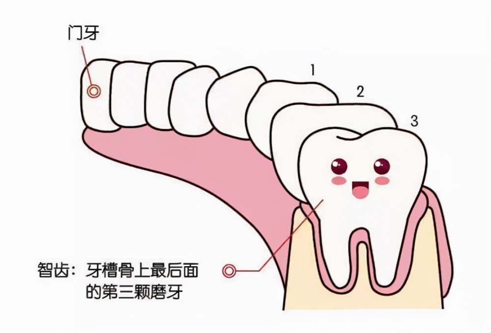 「牙齿那些事儿」No.77丨啊啊啊！智齿为什么会疼啊？该不该拔？