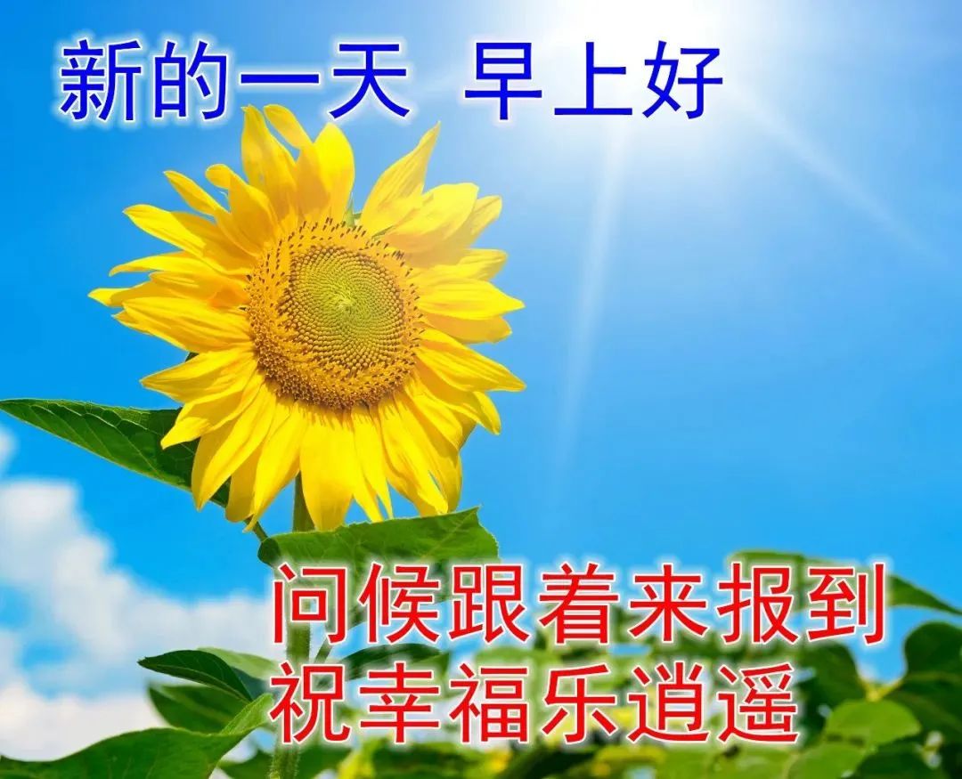 清晨群发早上好的祝福句子 早上好动态的唯美鲜花图片最新消息动态