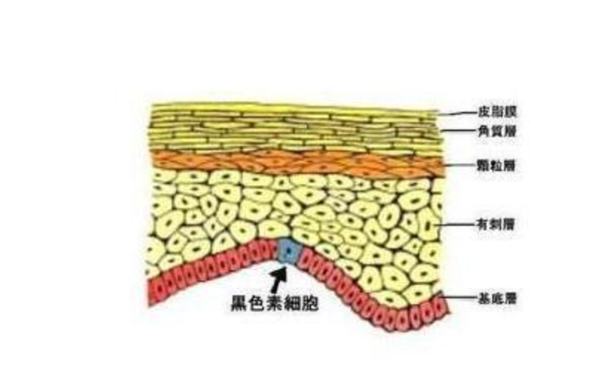 �ж�ŵ�������ֵ�����������̷��䡱��ֳ���п��ܳ�Ϊ����ڿƼ�