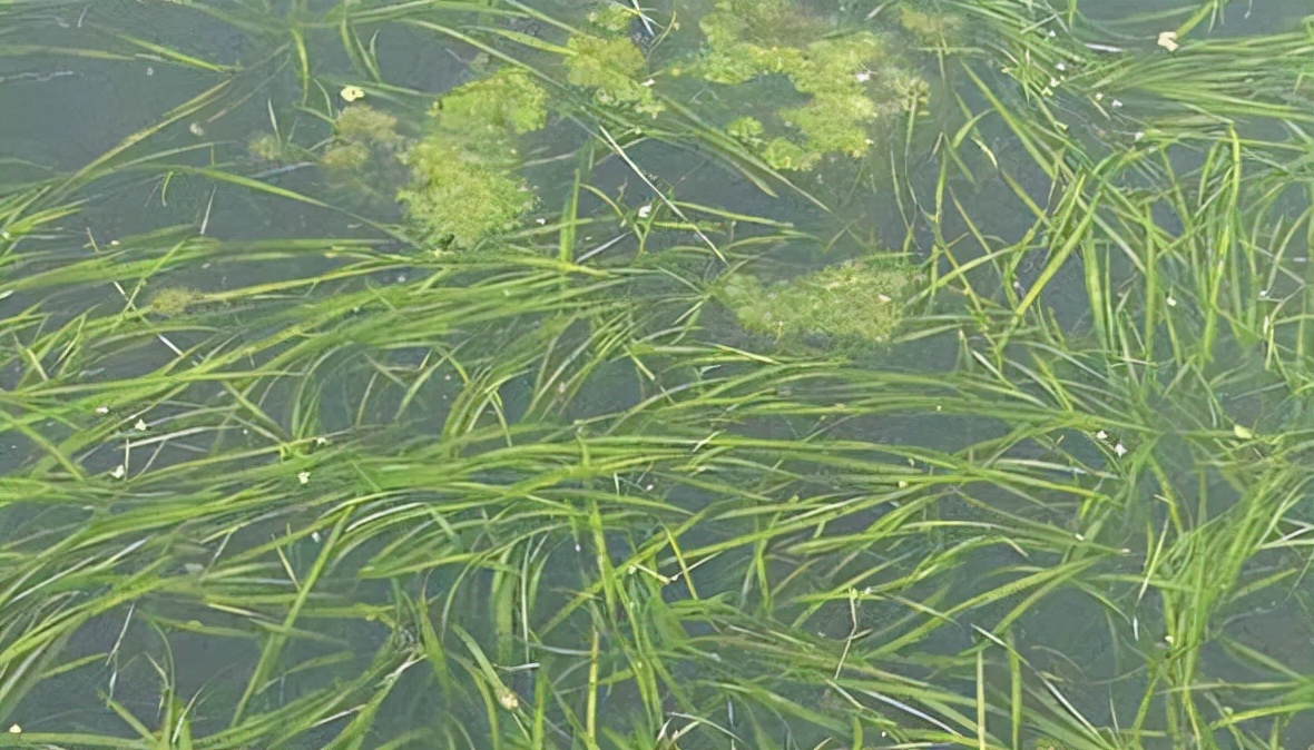 螃蟹養(yǎng)殖的水草栽植技術(shù)