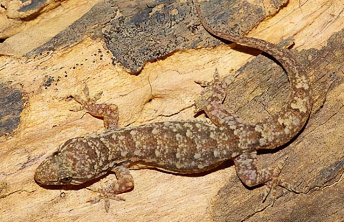 人畜无害的壁虎,为何能位居"五毒"之一?它到底有什么"毒"?