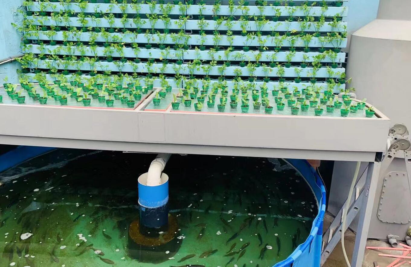 鱼菜共生鱼是什么鱼菜又是什么菜