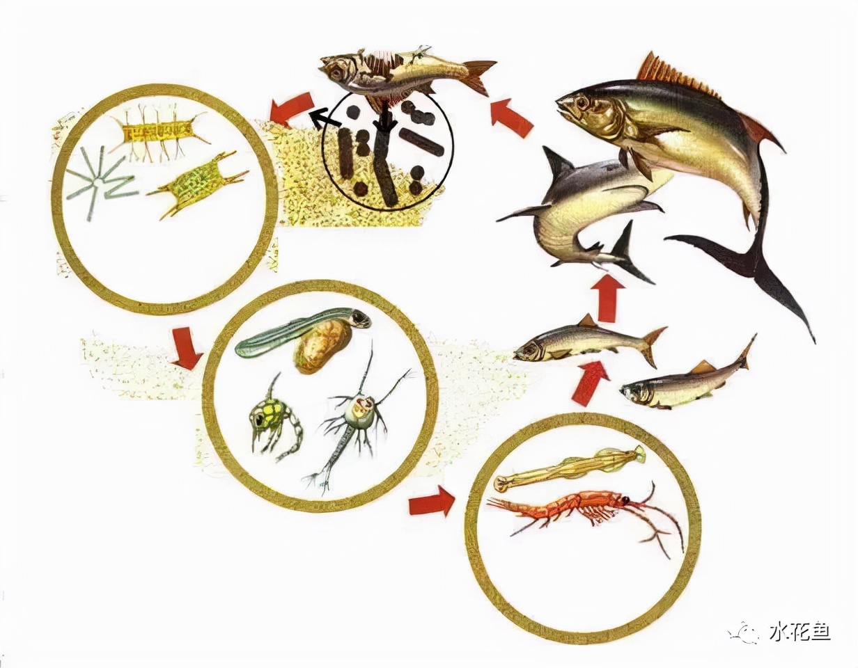 鱼类食性：不同鱼类有不同食性，同时也因此而改变其生活水层
