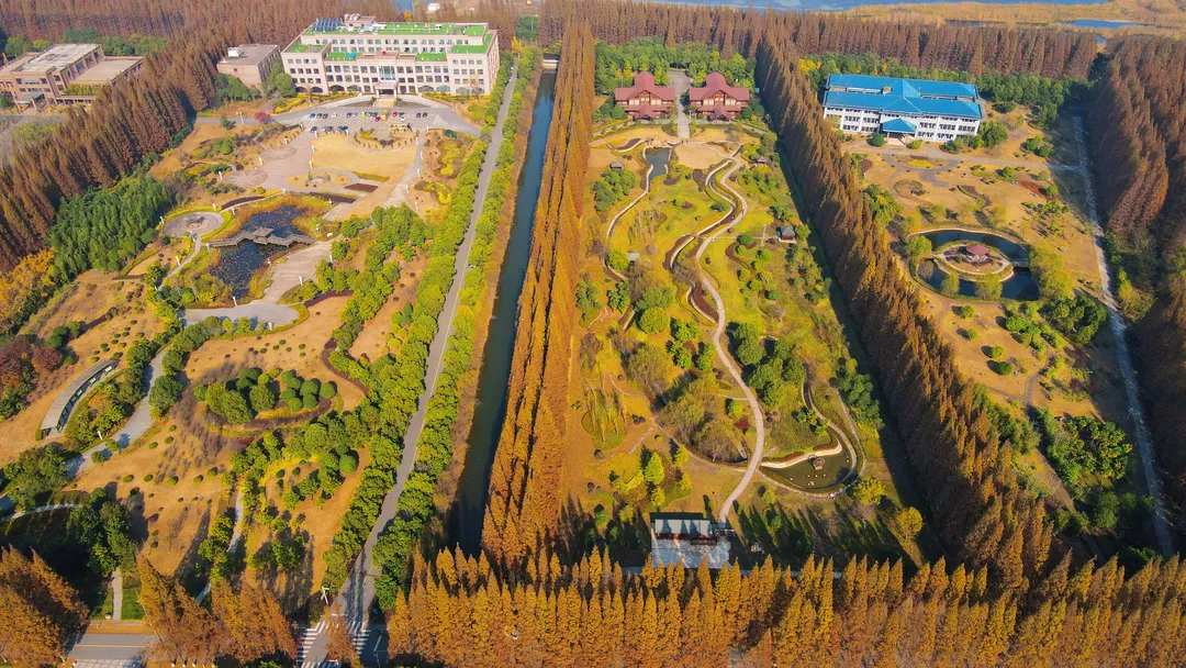 这份如皋「长青沙赏杉攻略」,拿走不谢!