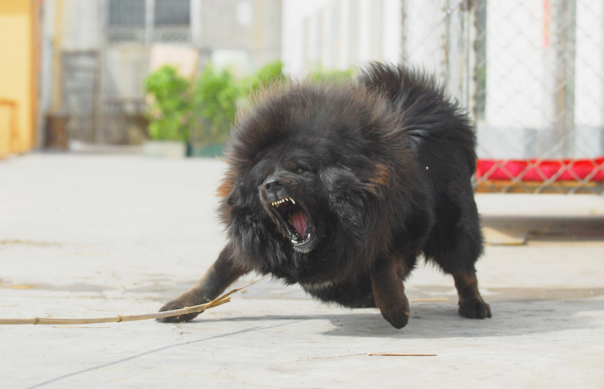 这几种狗，简直是为护主而生，个个忠心耿耿