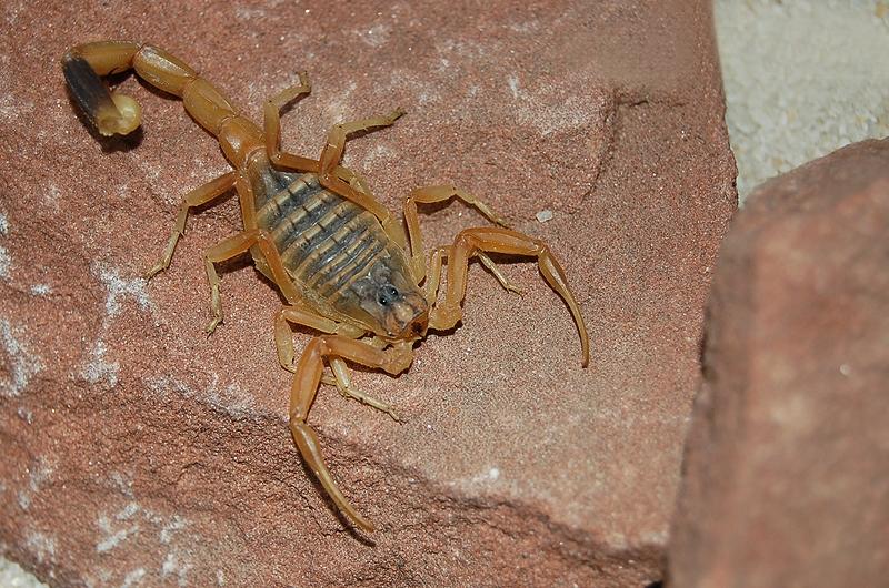 蝎子七最新消息动态公布-北斗民商大数据