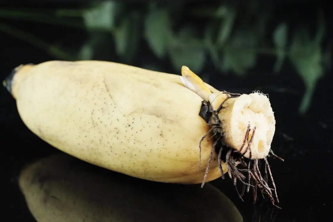 明日大雪，别忘记“吃2肉、食6根、忌2味”，早知道早受益