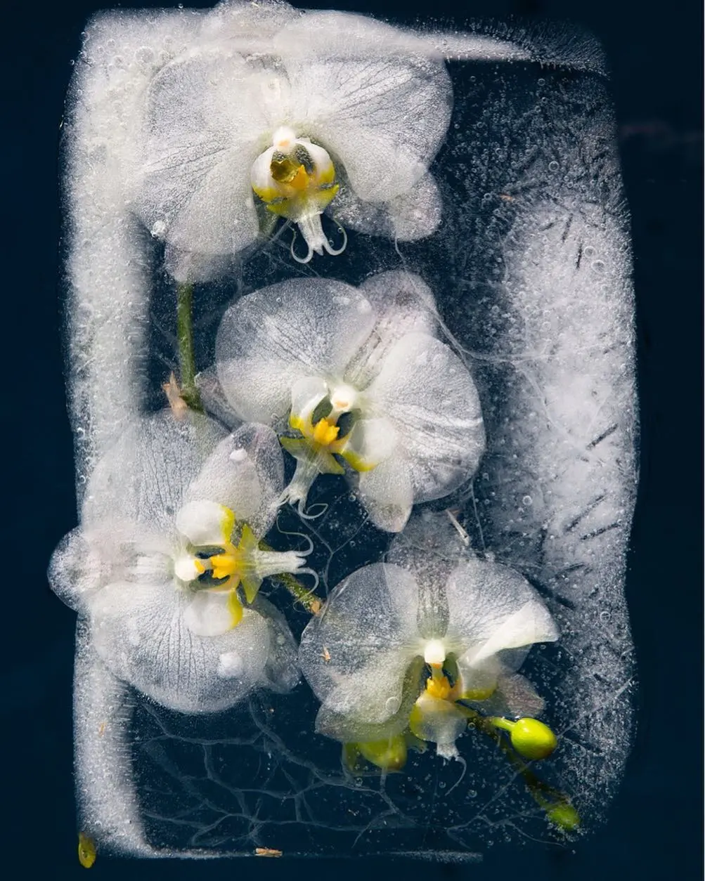 冰冻的鲜花,是花艺师对生命的反哺