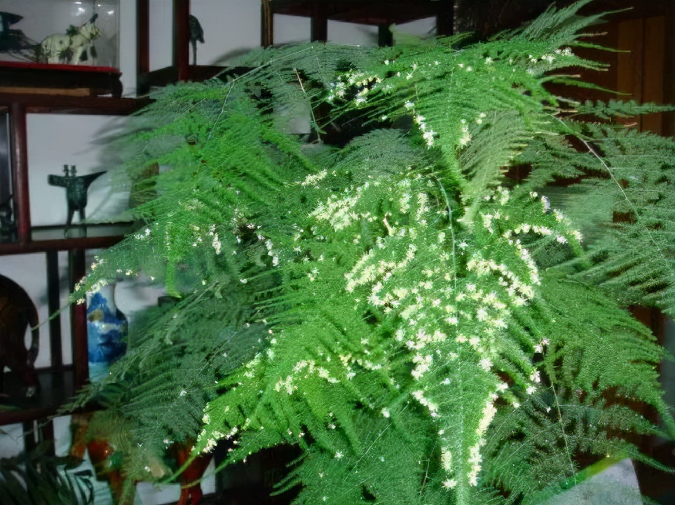 4種“觀葉花”，葉片四季常綠，它們開花非常美，見過的很少