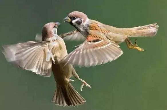 童话故事，《夜莺》《一千零一夜》《格林童话》《稻草人》