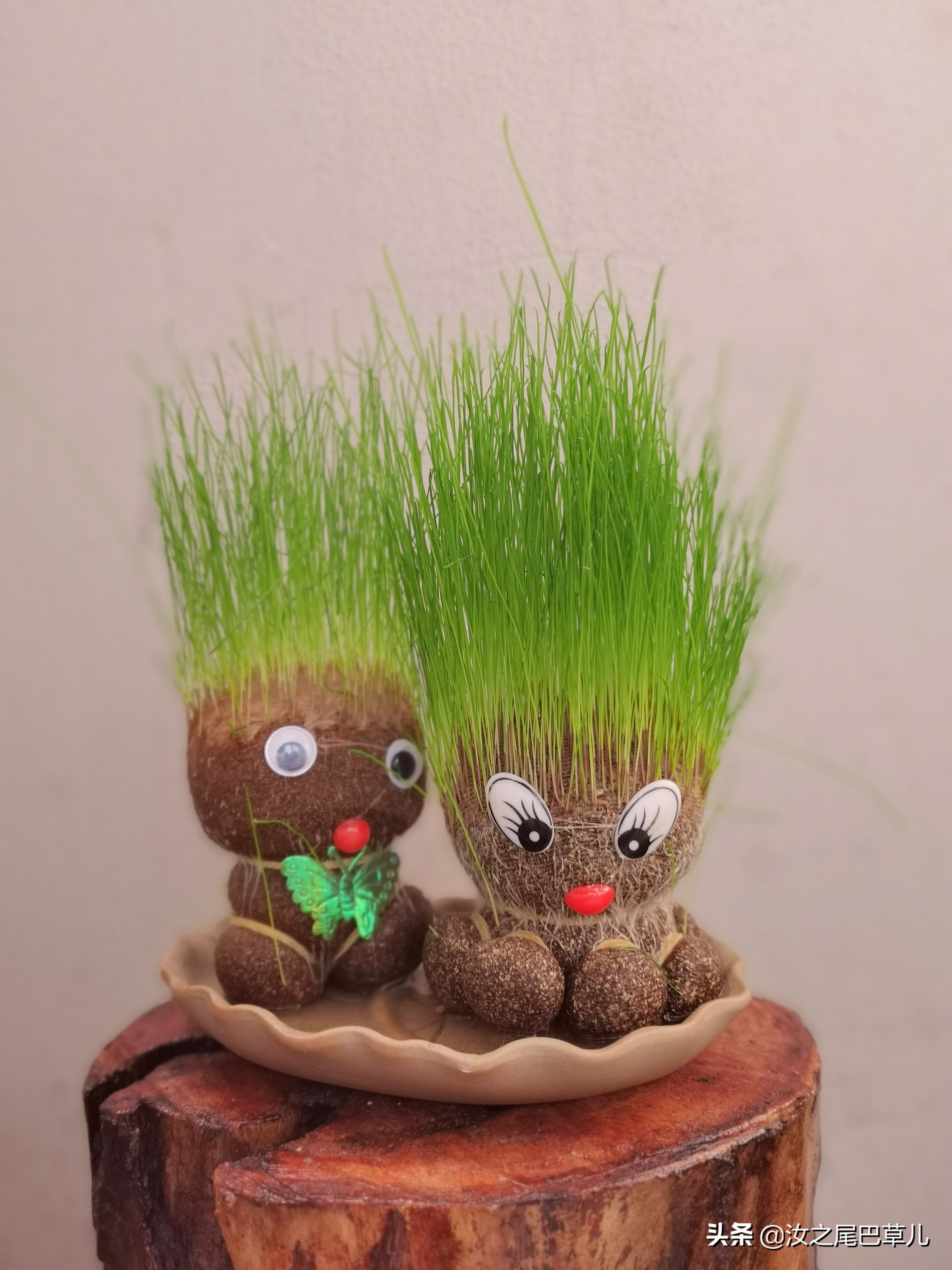 真正零失败绿植:草头娃娃,有趣又可爱