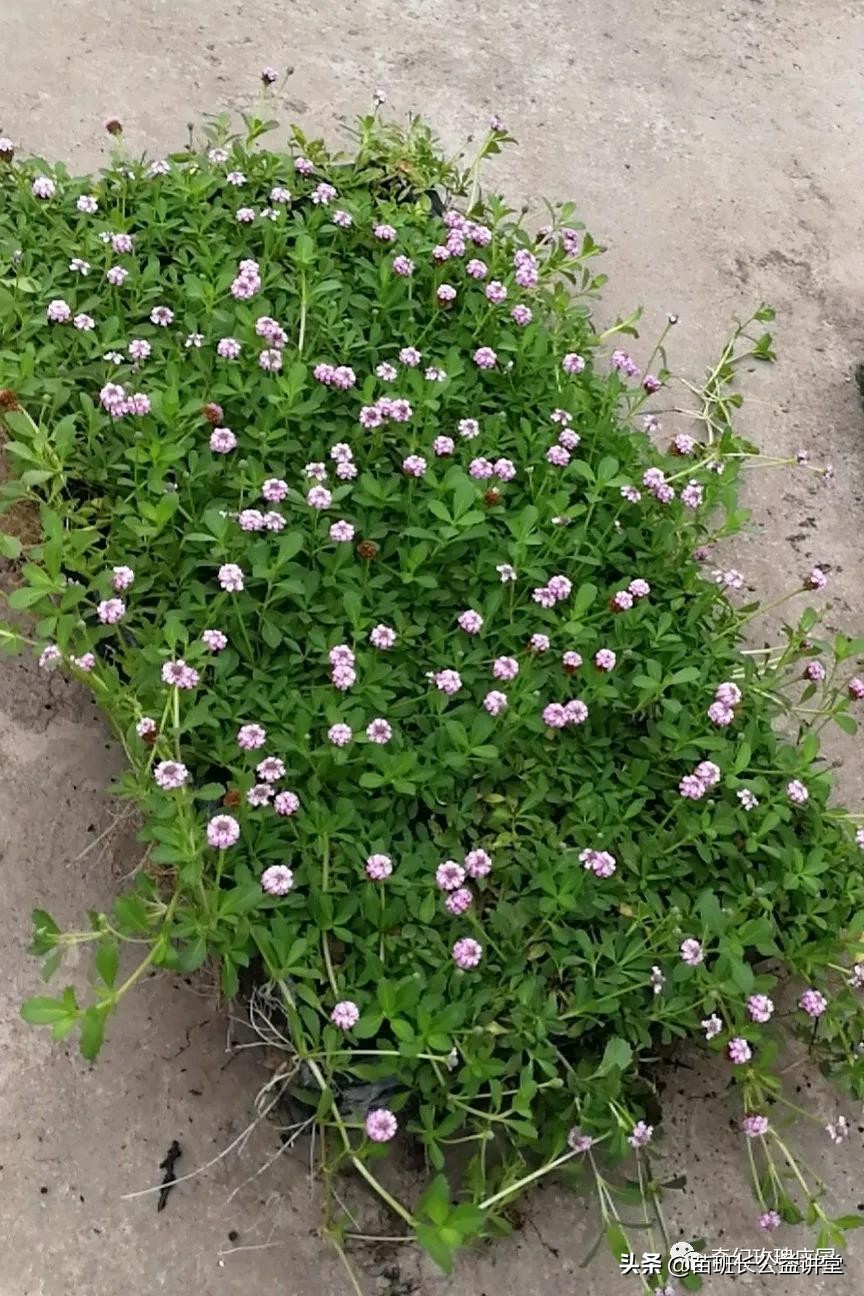 可以替代当前草坪的一种新型地被——姬岩垂草3