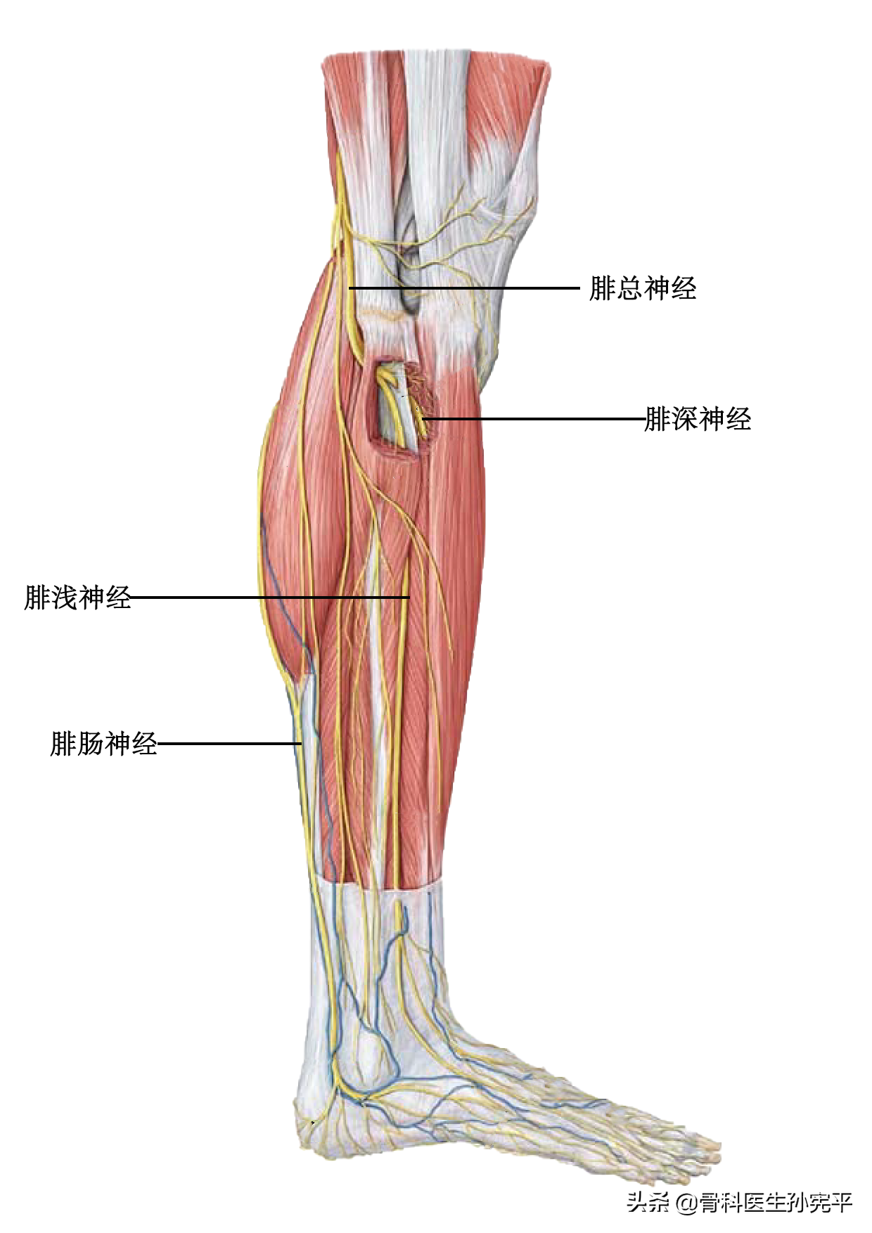 解剖图谱|带你了解一下坐骨神经
