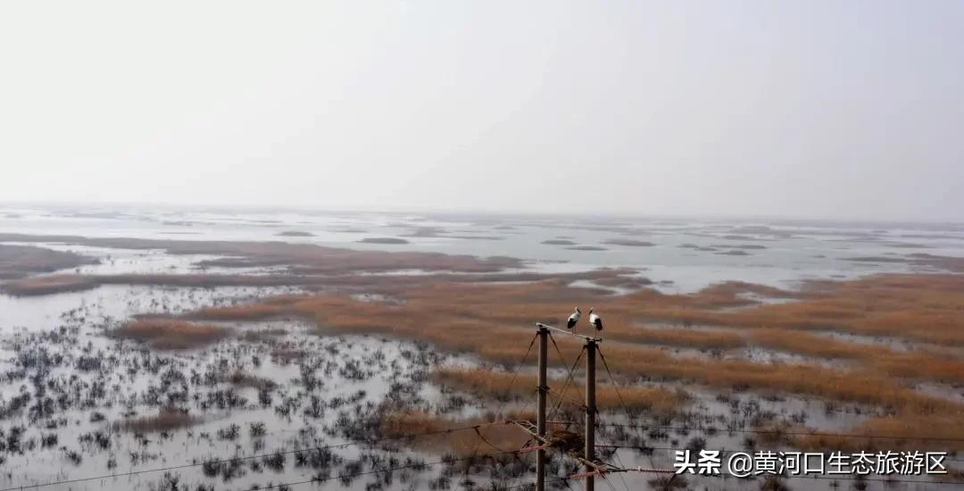 【黄河口生态旅游区】岁末大寒至 静候春归来