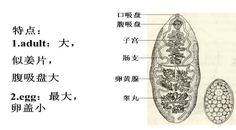 别再生吃荸荠了！注意预防寄生虫