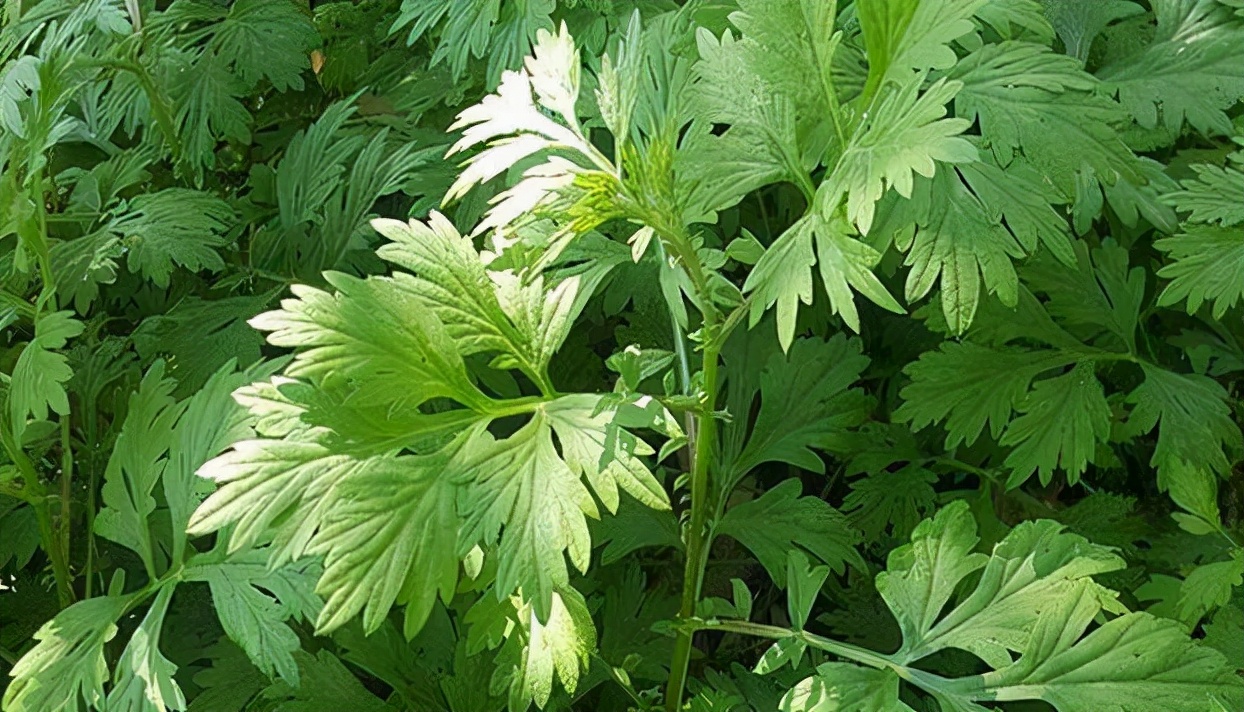 31種野菜大合集，帶你認識不同的野菜和吃法，你想要的野菜這裡有