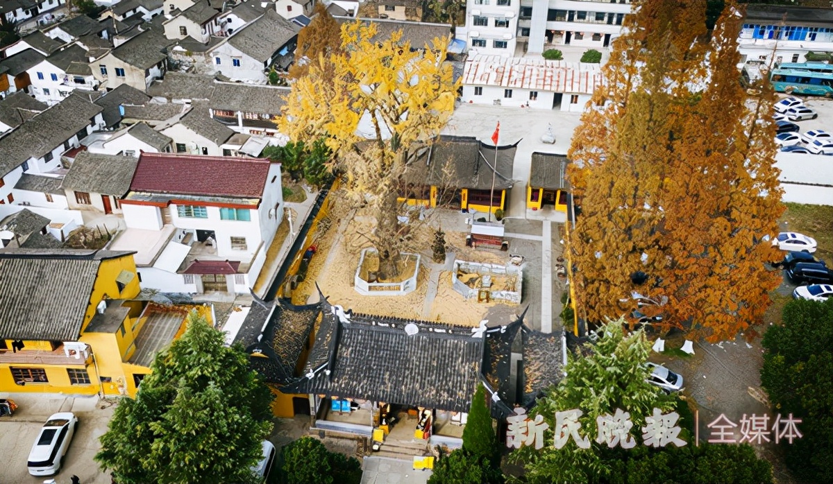 寻宋江南｜青浦金泽：在700岁古银杏树下探寻“不断云”