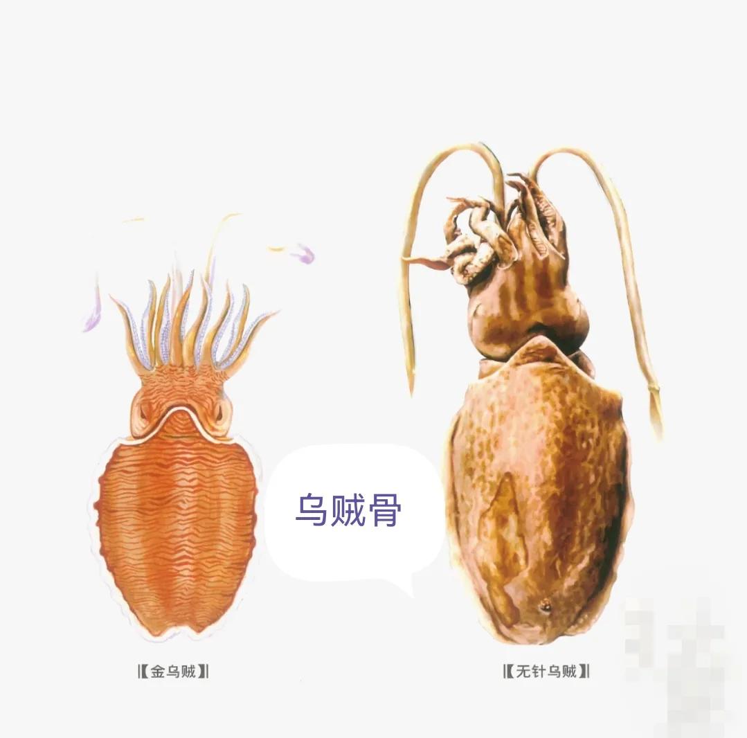 中药古今研究：乌贼骨