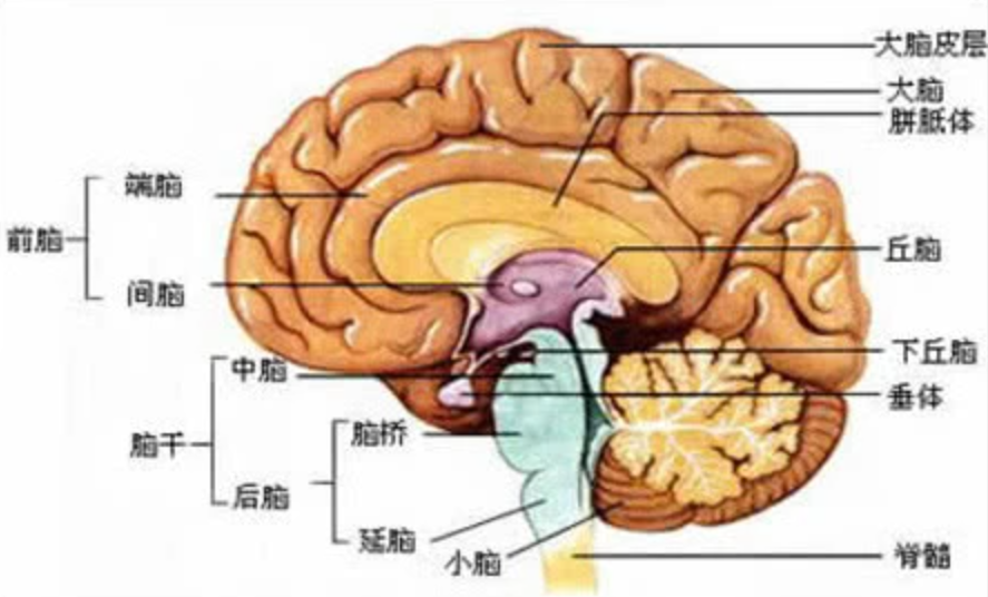 �ж�ŵ�������ֵ�����������̷��䡱��ֳ���п��ܳ�Ϊ����ڿƼ�