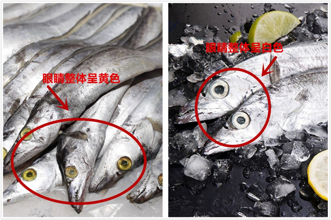 买带鱼，选“黄眼睛还是黑眼睛”的？牢记3不买，挑选带鱼简单了