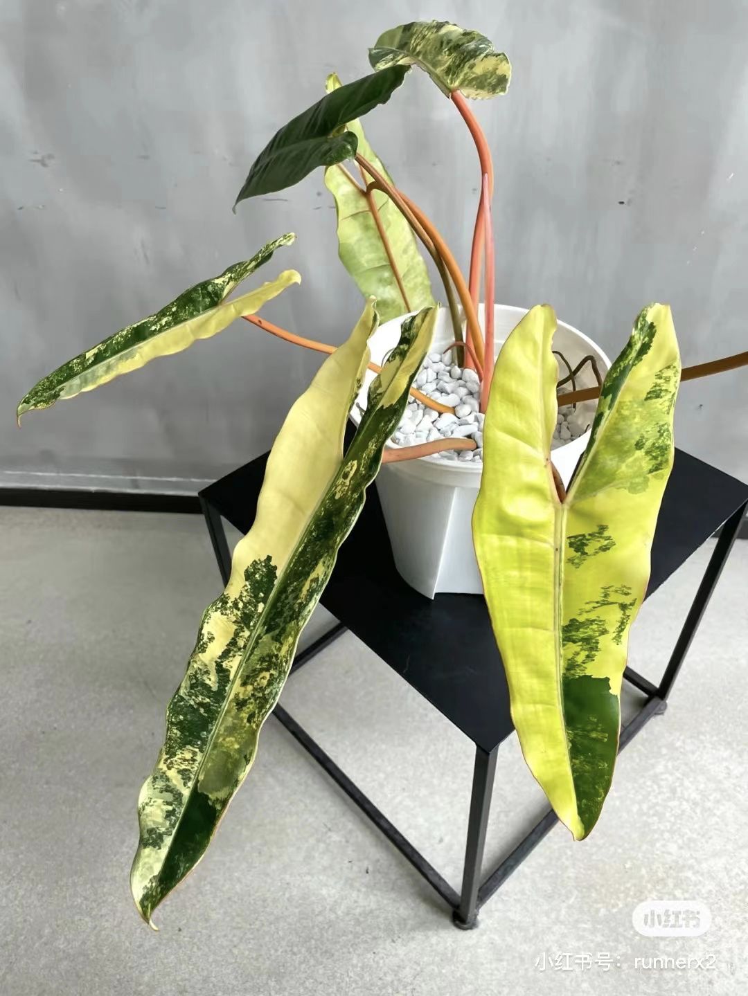 潮流圈开始“炒”植物了？花盆竟高达三四万