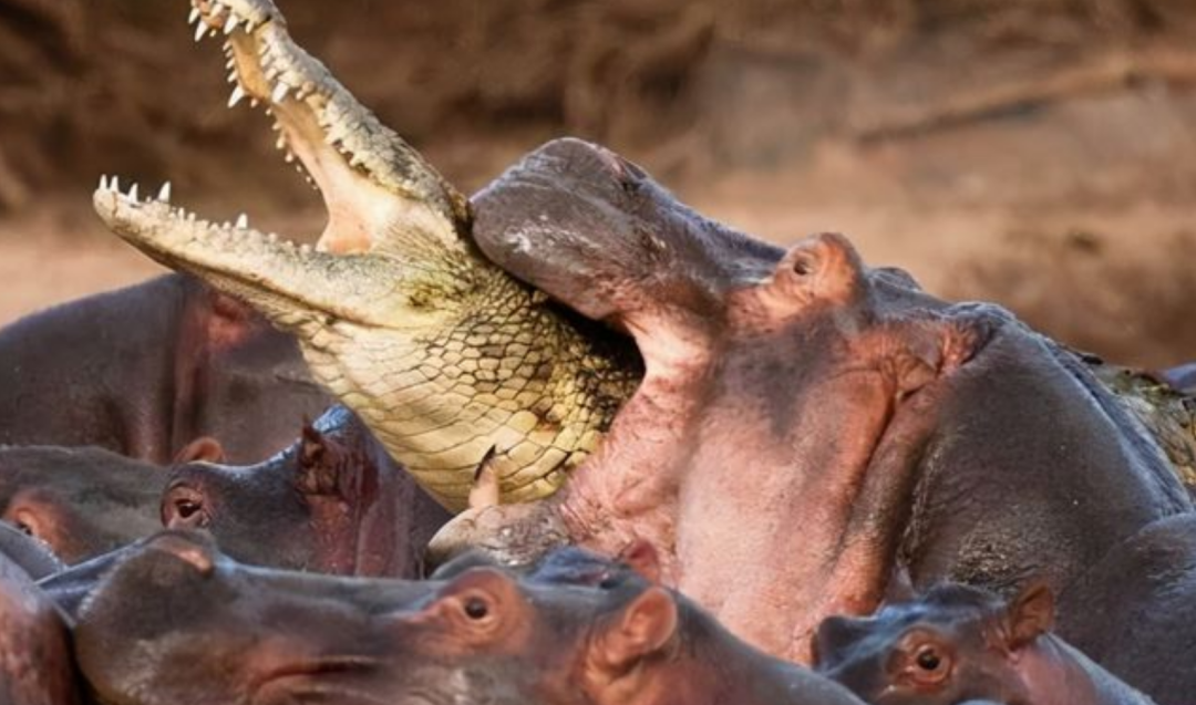 河马有多危险？尼罗鳄的“死亡翻滚”对它没用，连粪便都很致命