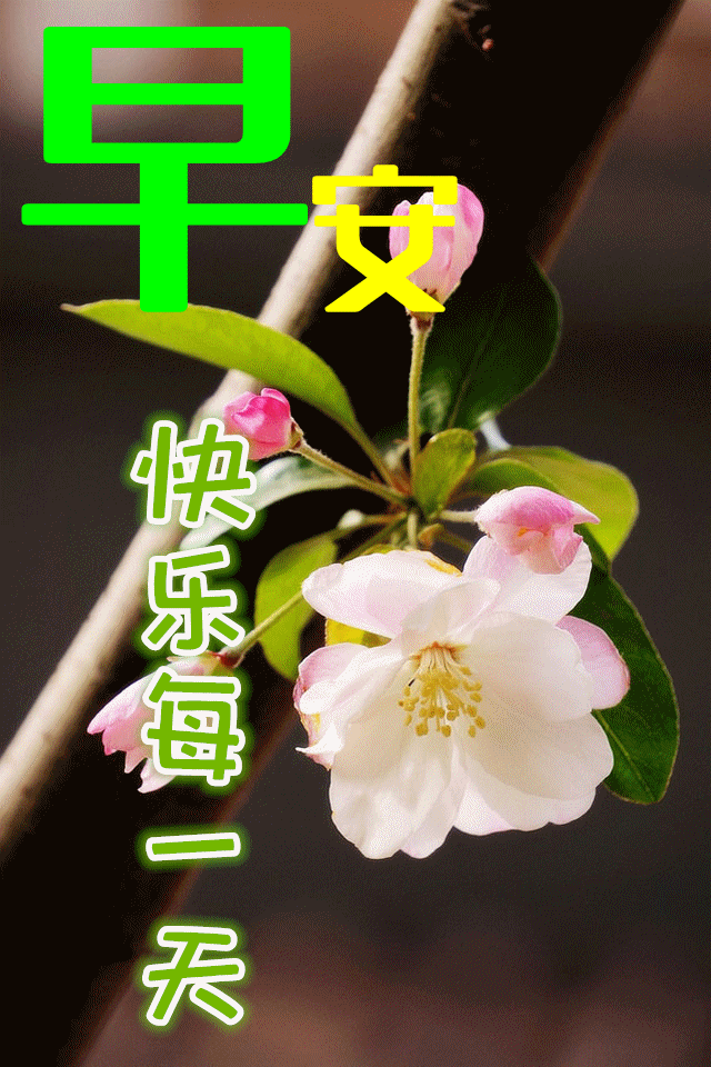 微信唯美早上好的问候语祝福图片 早上好问候语温馨短句最新消息动态