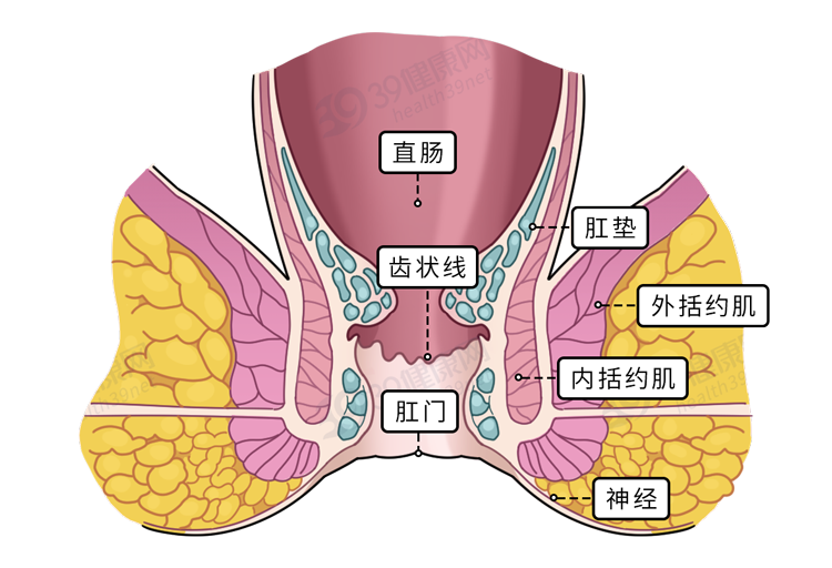 保护肛门有多重要？每天清洗肛门可以预防疾病？到底怎么回事？