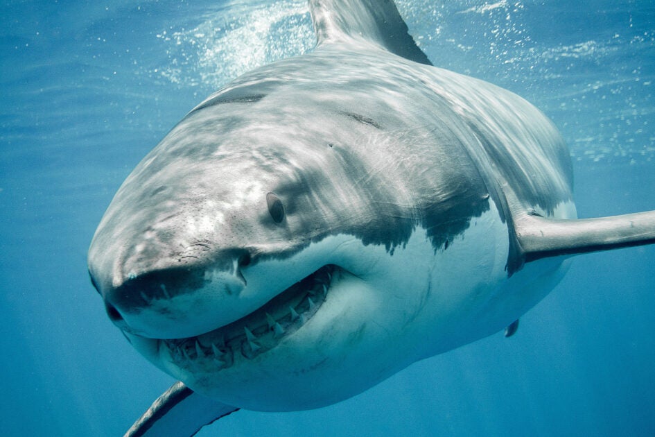 关于大白鲨的10条知识，你知道几个？