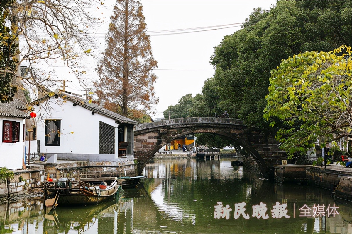 寻宋江南｜青浦金泽：在700岁古银杏树下探寻“不断云”