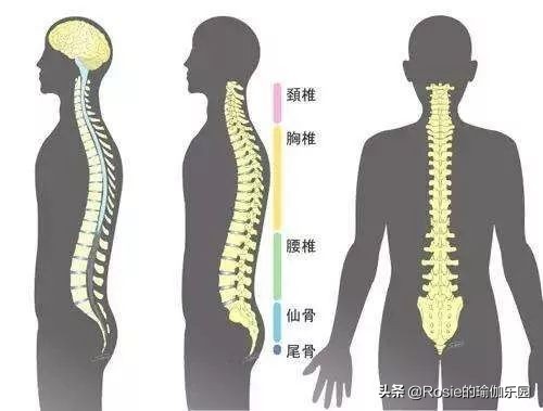高圆圆复出身材完美，久坐身体僵硬赘肉堆积，4步灵活脊柱逆生长