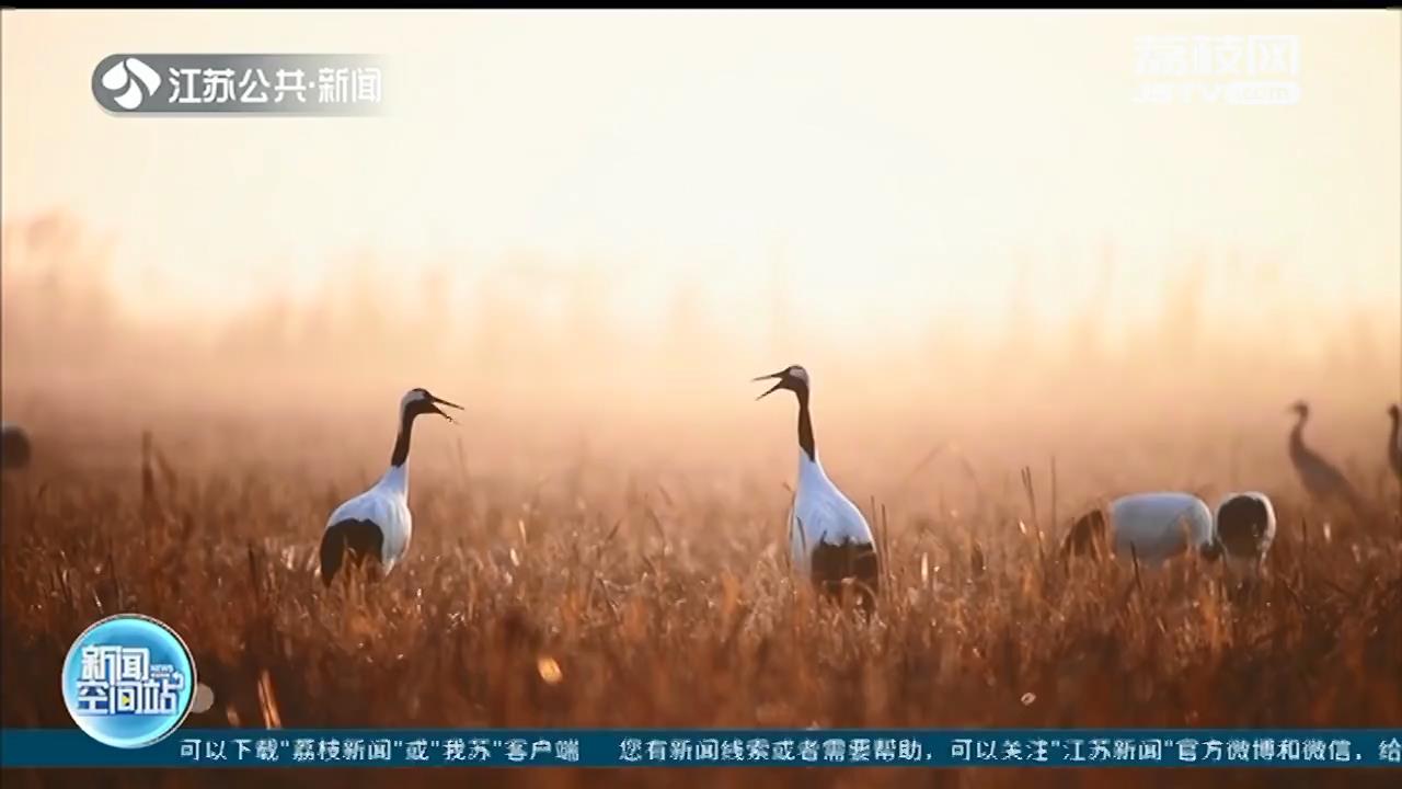 盐城国家级珍禽自然保护区迎候鸟越冬高峰期