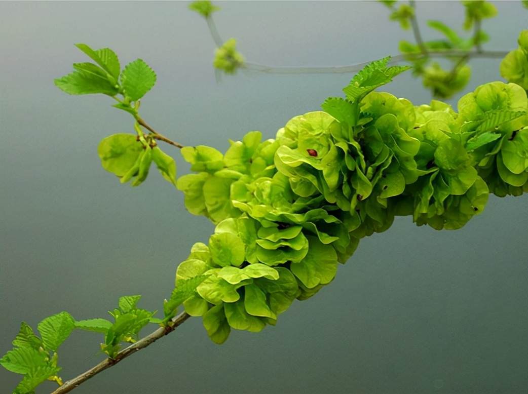 31種野菜大合集，帶你認識不同的野菜和吃法，你想要的野菜這裡有