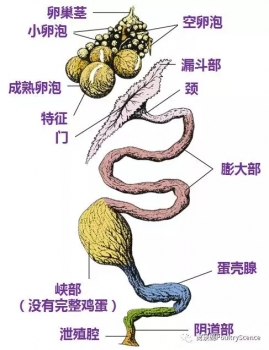 四川农业大学：蛋鸡产蛋，有望助力研究卵巢癌