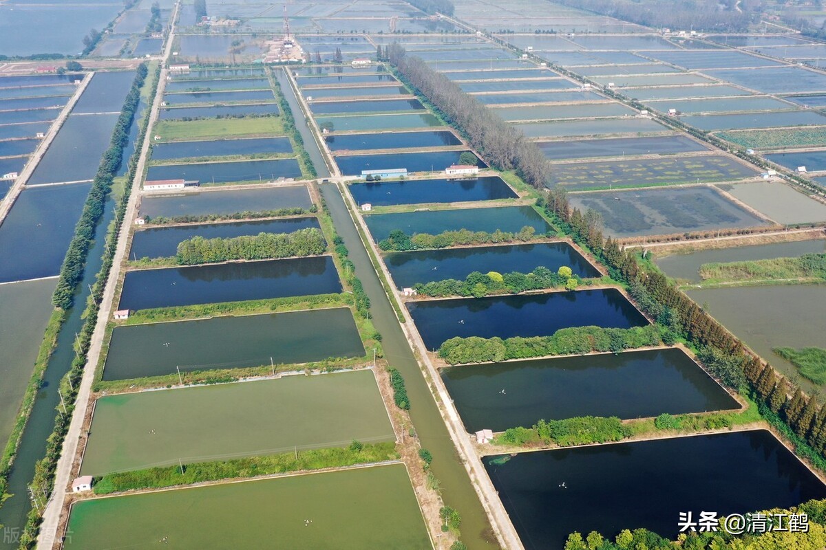 图片:螃蟹的网箱养殖此外河水中的澡类植物,浮游植物也是他们生活食料