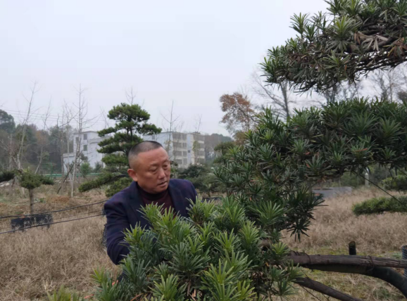 绿了村庄，富了村民，阳新公桥村成为“全县乡村振兴示范村”