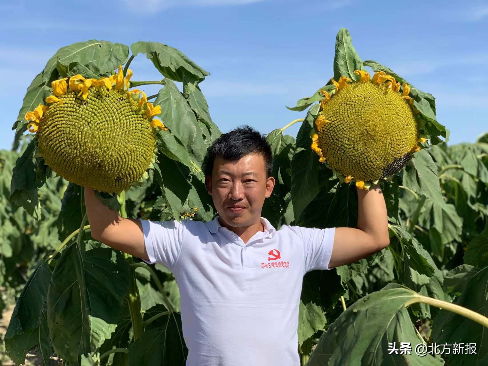 赤峰小伙短視頻種葵花 年賣3000萬(wàn)元帶動(dòng)全村致富