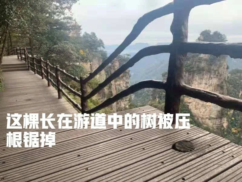 张家界国家森林公园的原始森林大批古树被砍伐