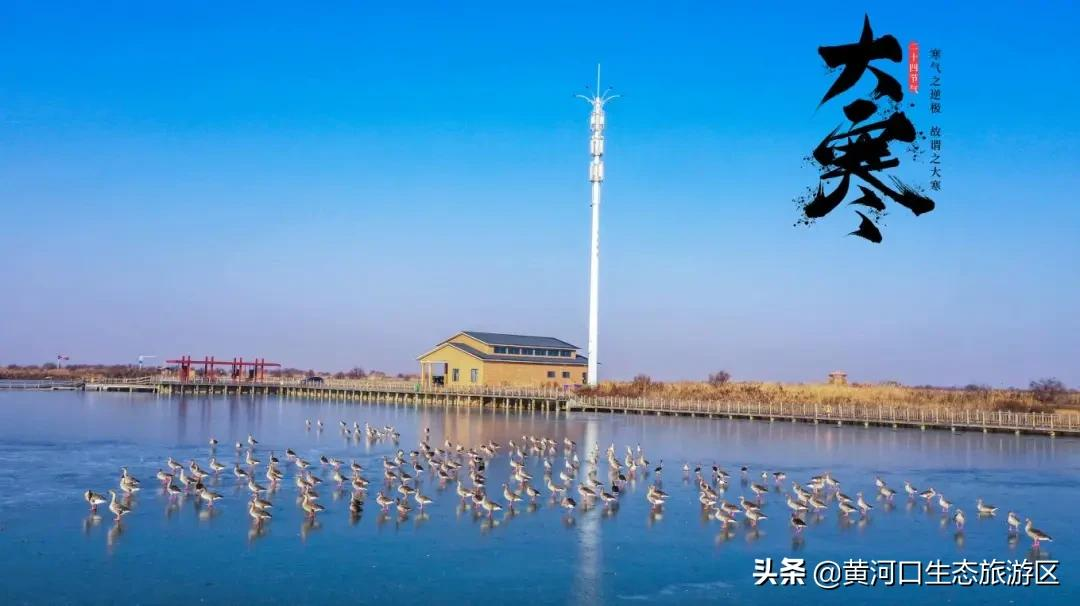 【黄河口生态旅游区】岁末大寒至 静候春归来