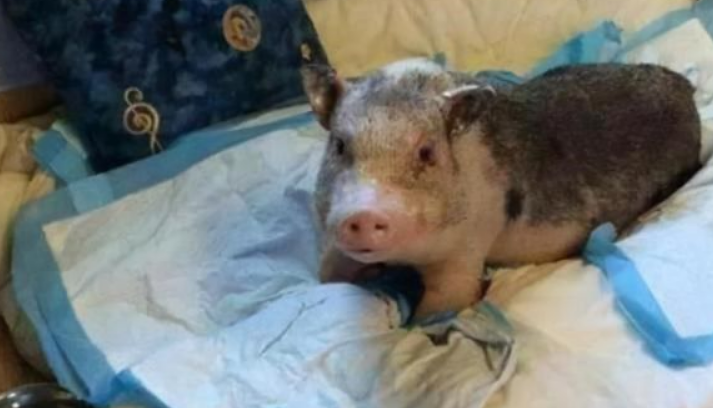 大学男生宿舍“违禁品”走红，种类很全，连“二师兄”也来凑热闹