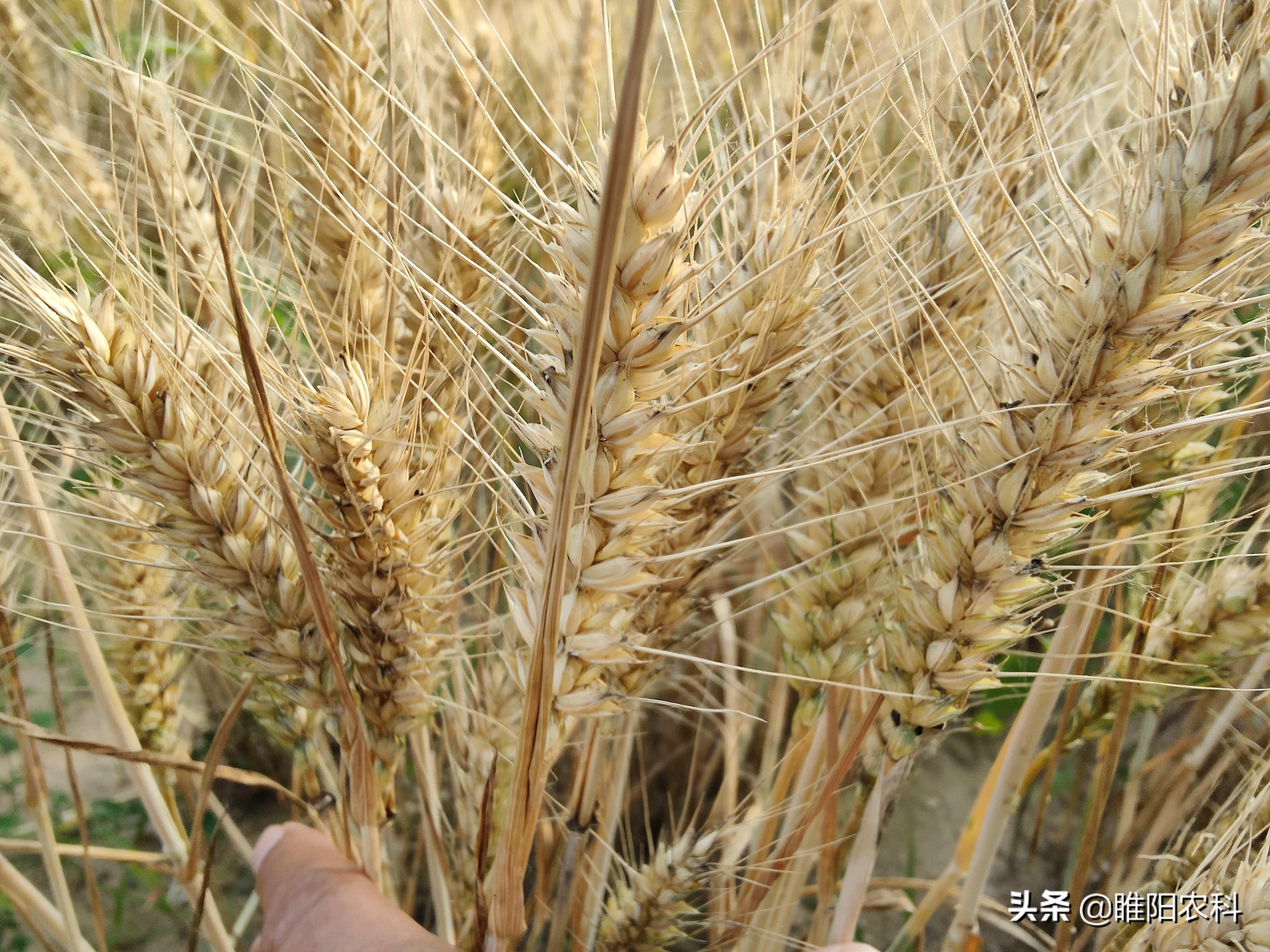 亩产达1643斤,这个小麦新品种,免疫条锈病和白粉病