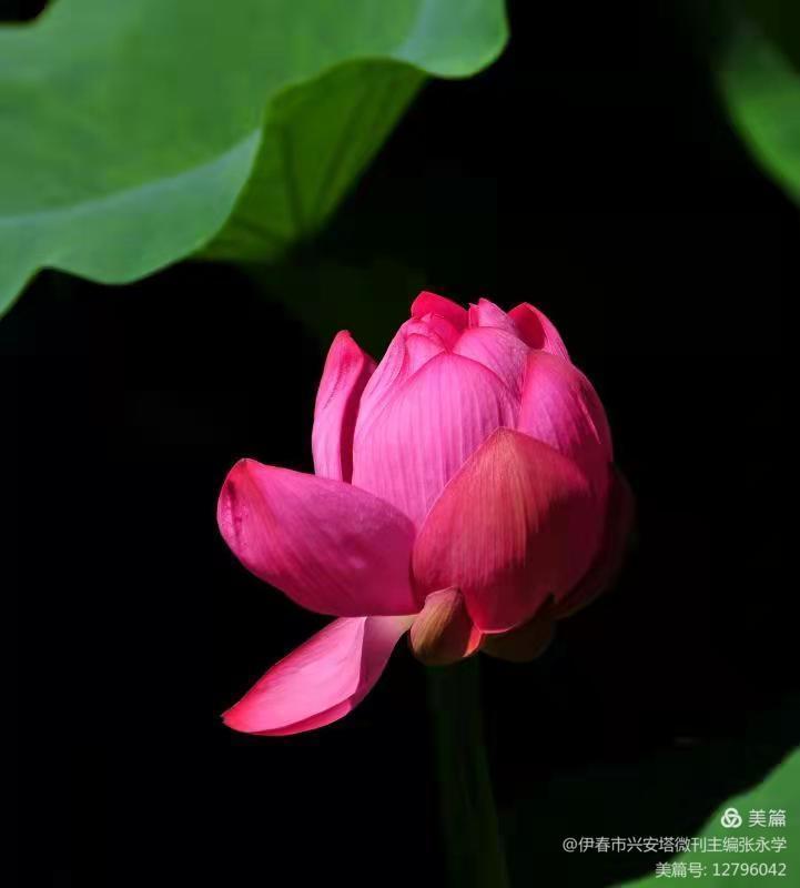 铁十四师战友《辞旧迎新》网上联欢晚会专辑！美篇制作：张永学