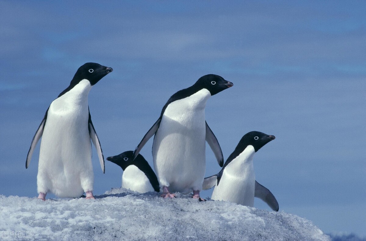 海上金矿南极磷虾 储量10亿吨 全球疯狂捕捞 中国或成最大黑马 天天看点