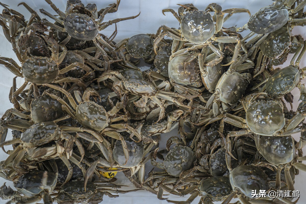河里的螃蟹是吃什么食物长大的?